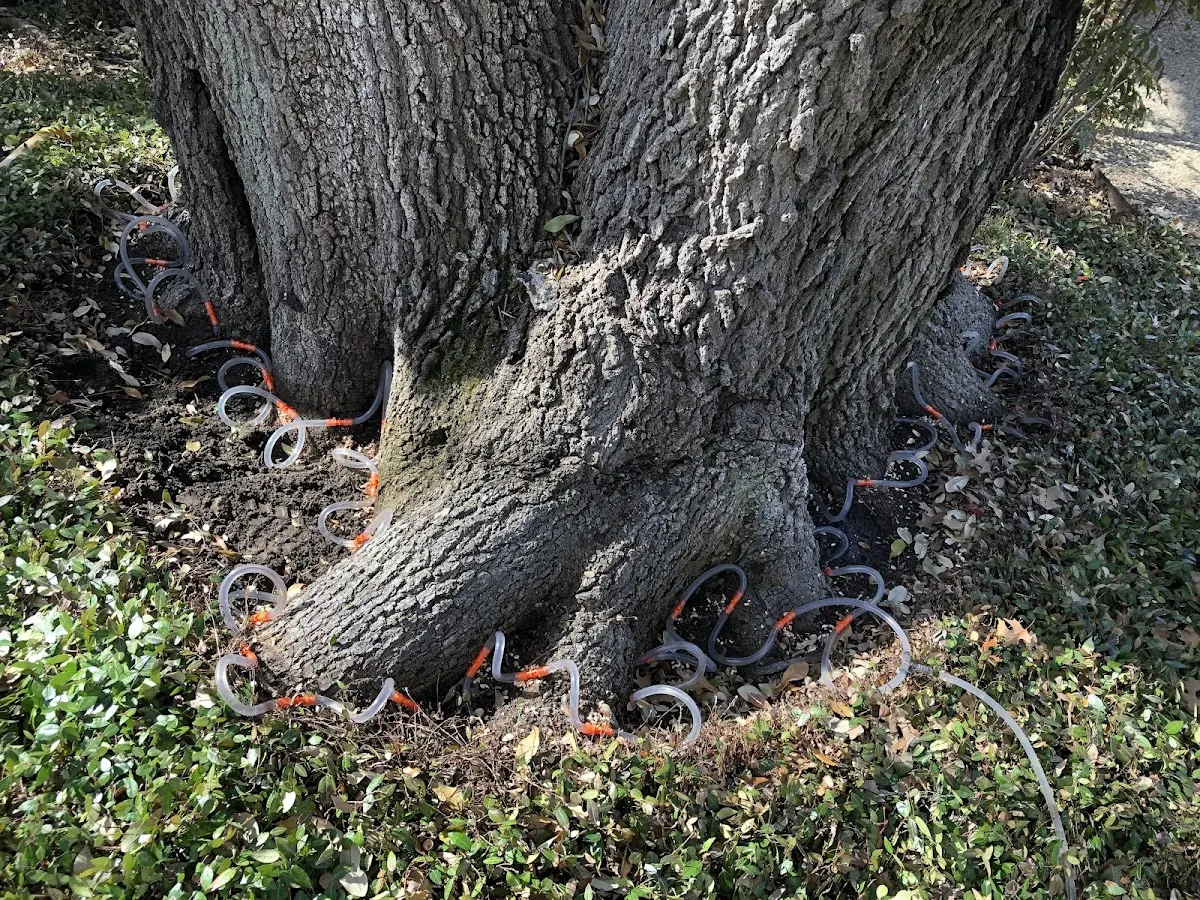 Detailed Tree Cabling and Bracing job site in Tahuya