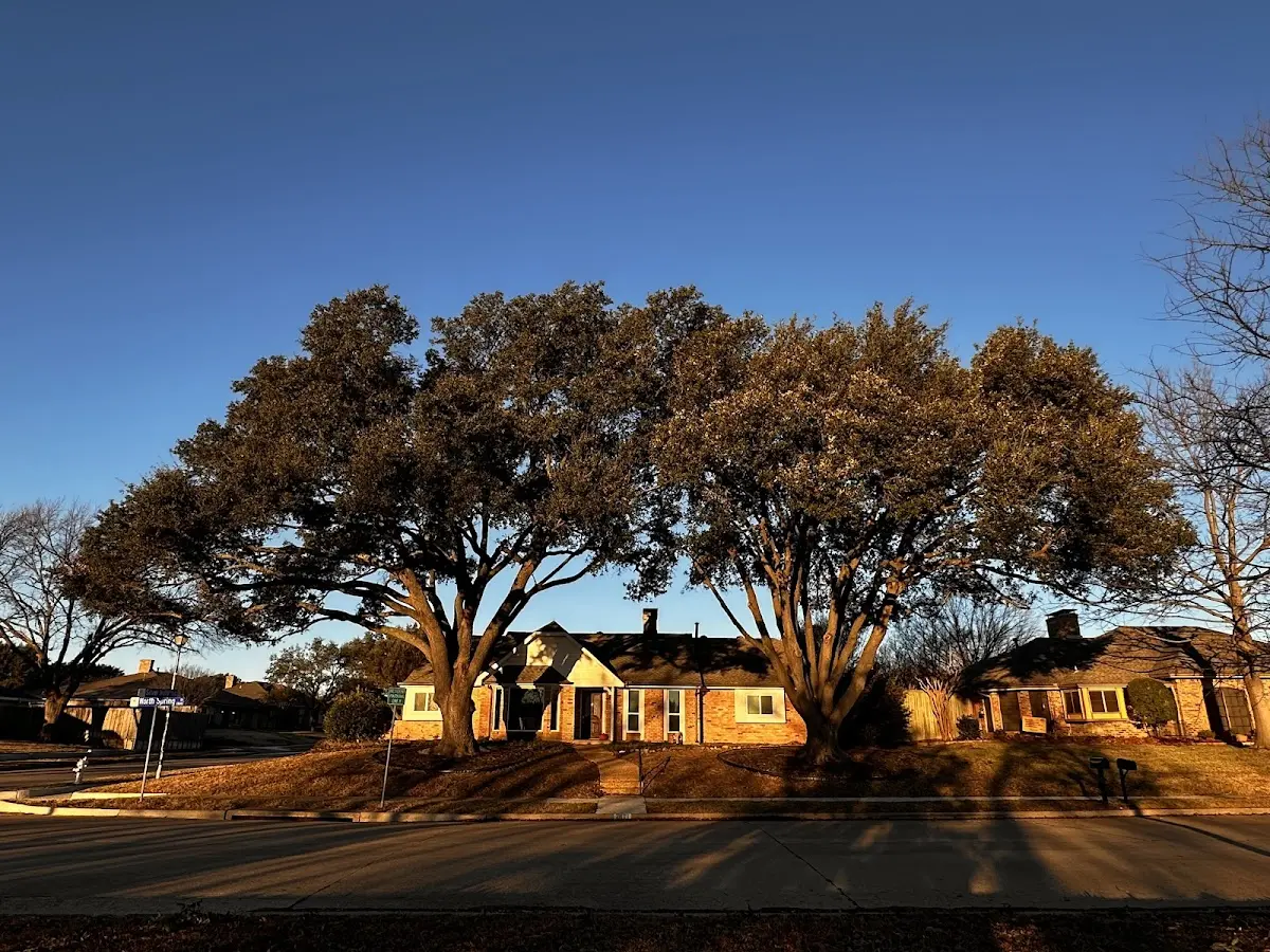 Established residential canopy tree shading a home in Tahuya